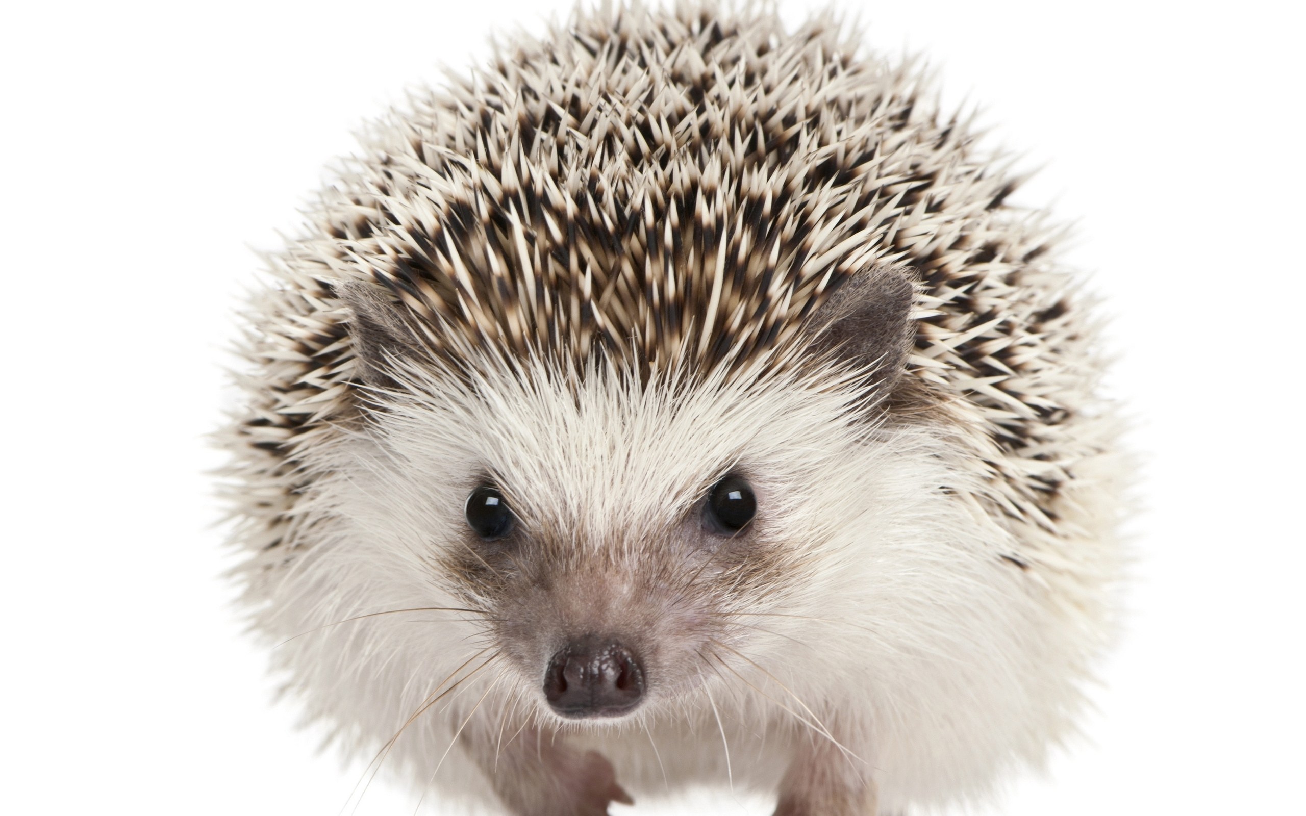 close-up of a hedgehog