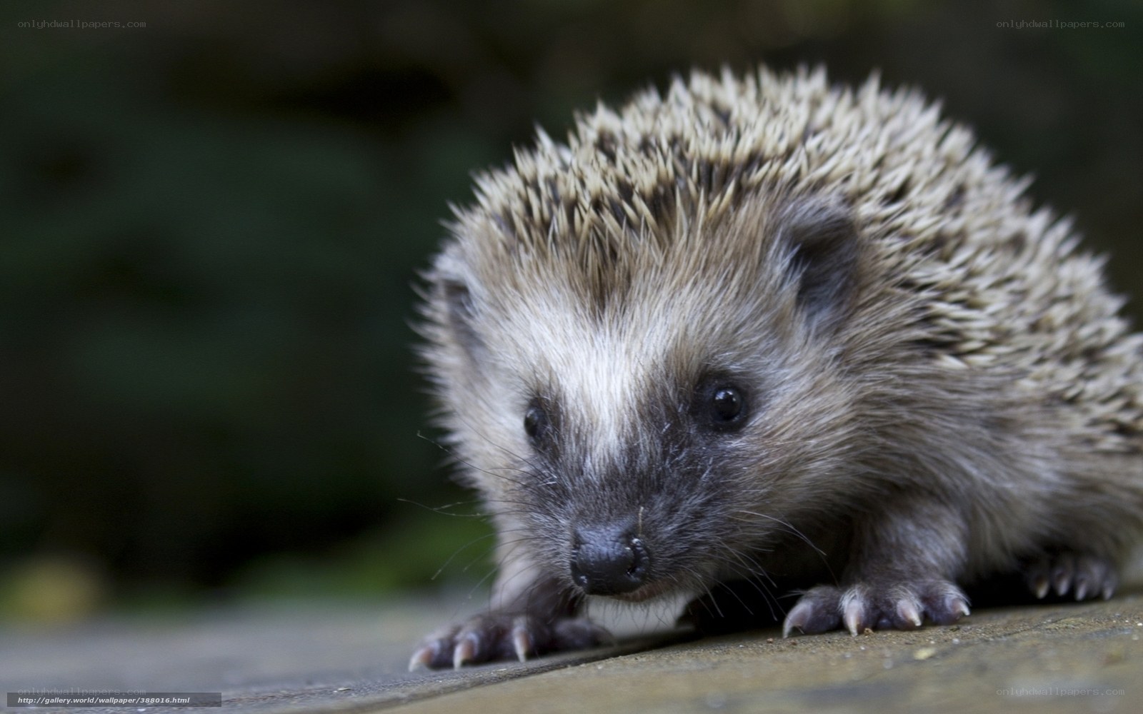 close-up of a hedgehog