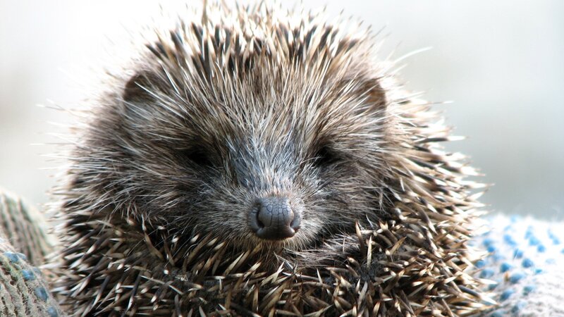Close-up of a hedgehog