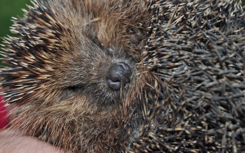 Close-up of a hedgehog's face
