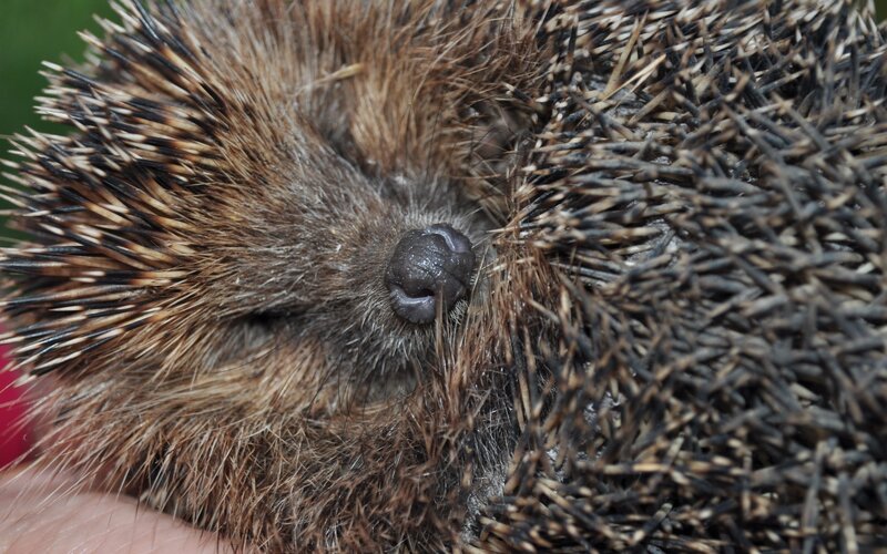 close-up of a hedgehog's face