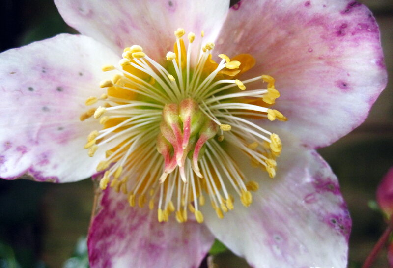 Close-up of a Hellebore Flower