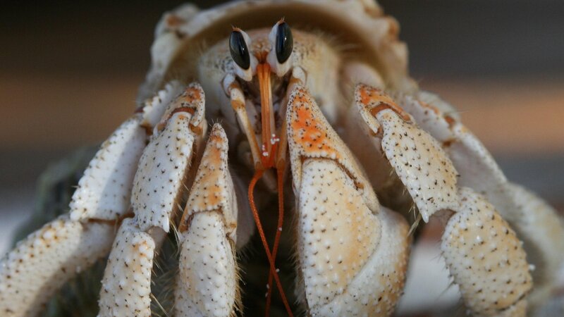 close-up of a hermit crab