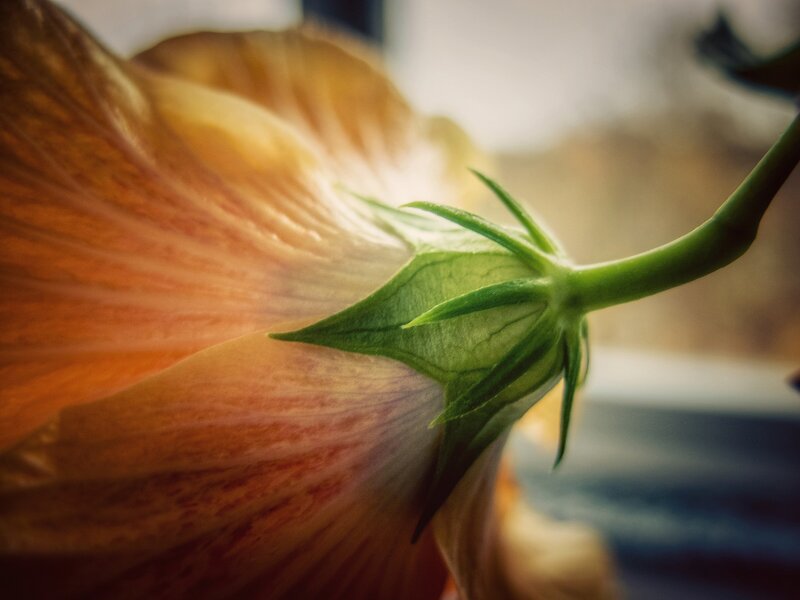 Close-up of a hibiscus flower