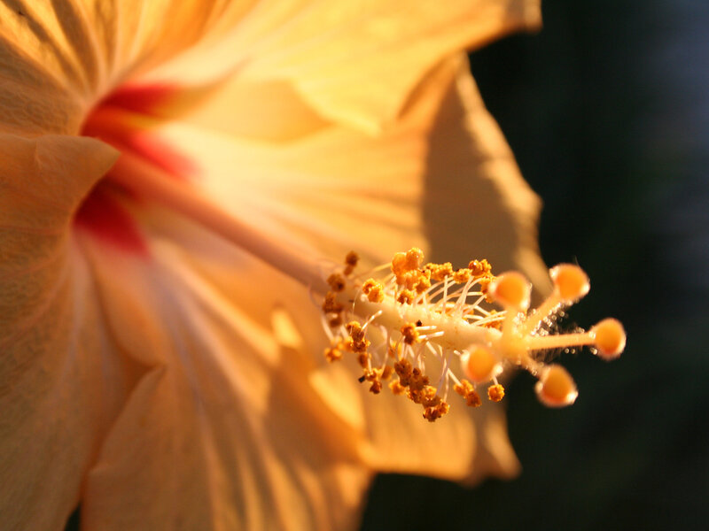 Close-up of a hibiscus flower