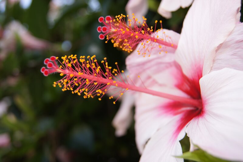 Close-up of a hibiscus flower