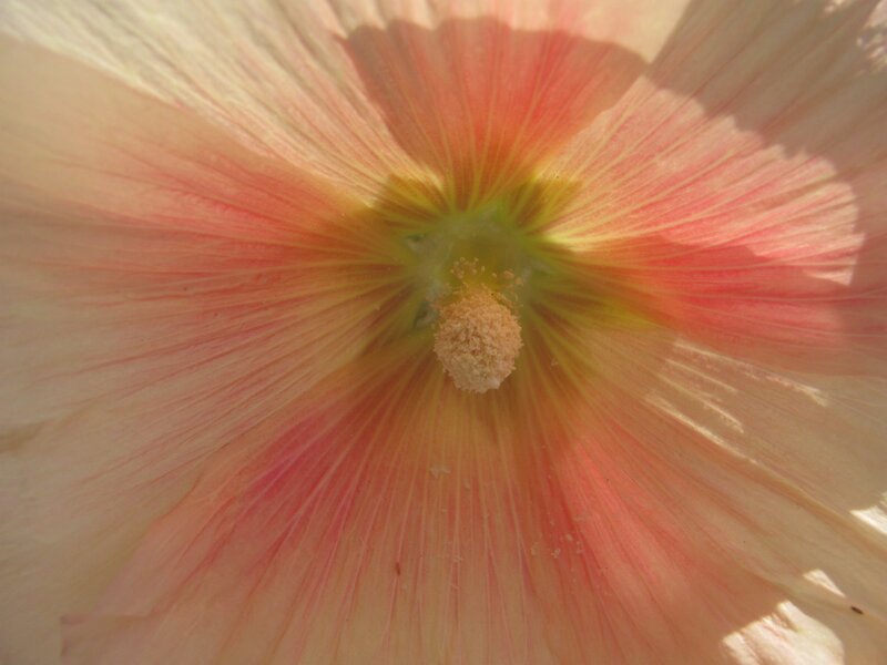 close-up of a hibiscus flower