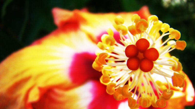 Close-up of a hibiscus flower