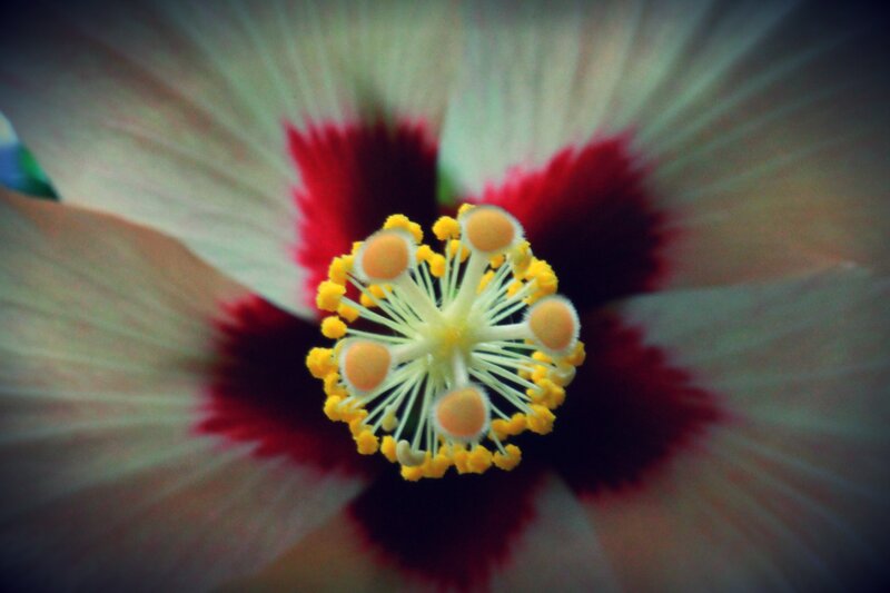 close-up of a hibiscus flower