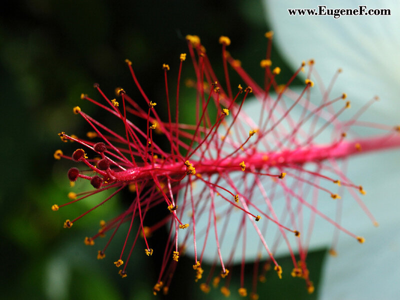 close-up of a hibiscus flower