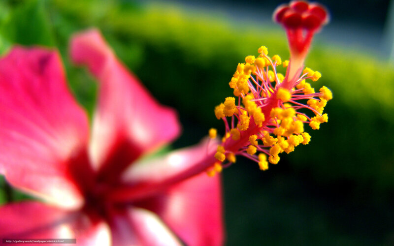 Close-up of a hibiscus flower