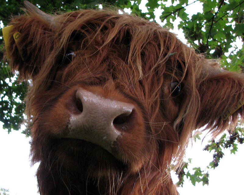 close-up of a highland cow