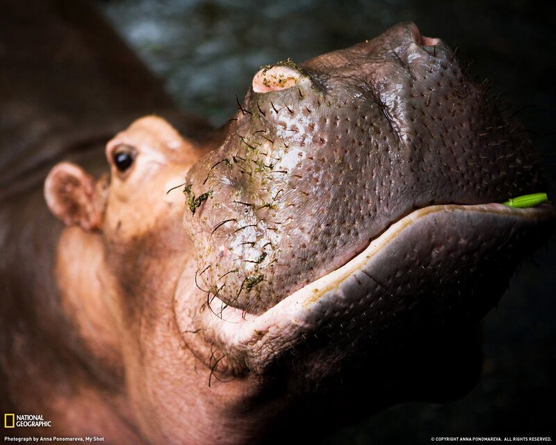 Close-up of a hippo's face