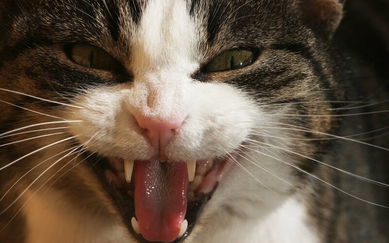 close-up of a hissing cat