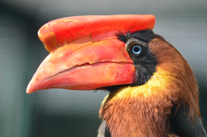 close-up of a hornbill bird