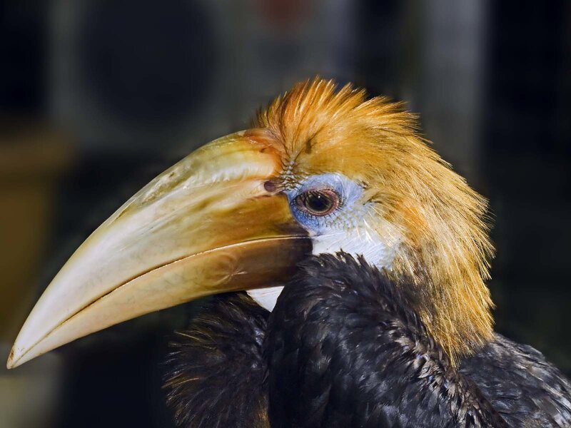 Close-up of a hornbill bird