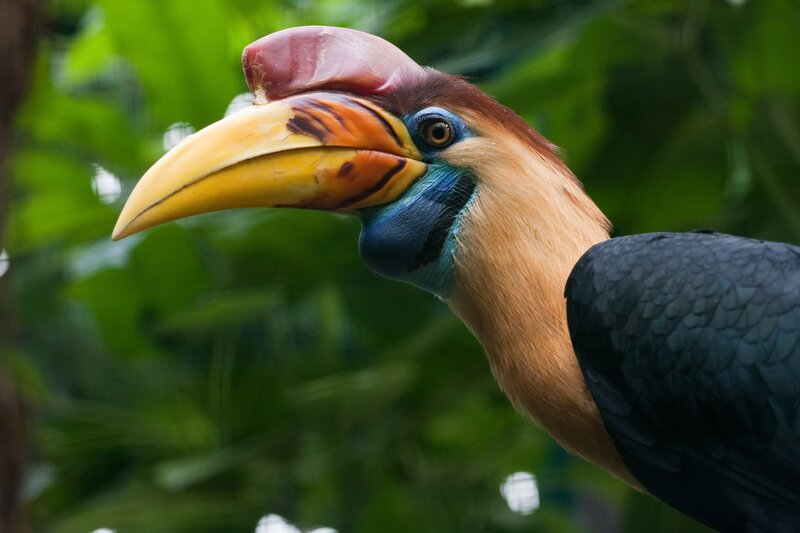 close-up of a hornbill bird