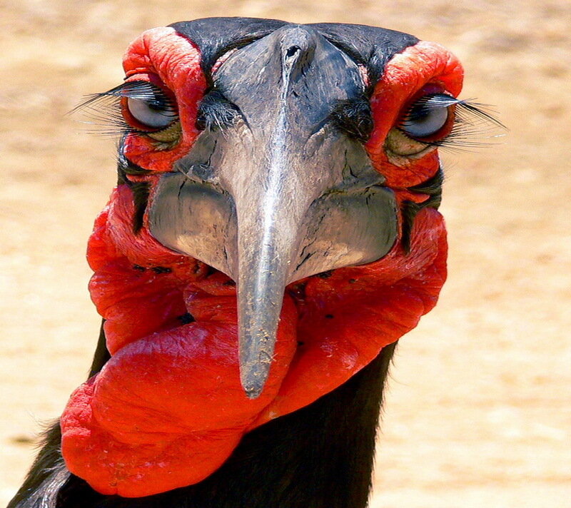 Close-up of a Hornbill — Red