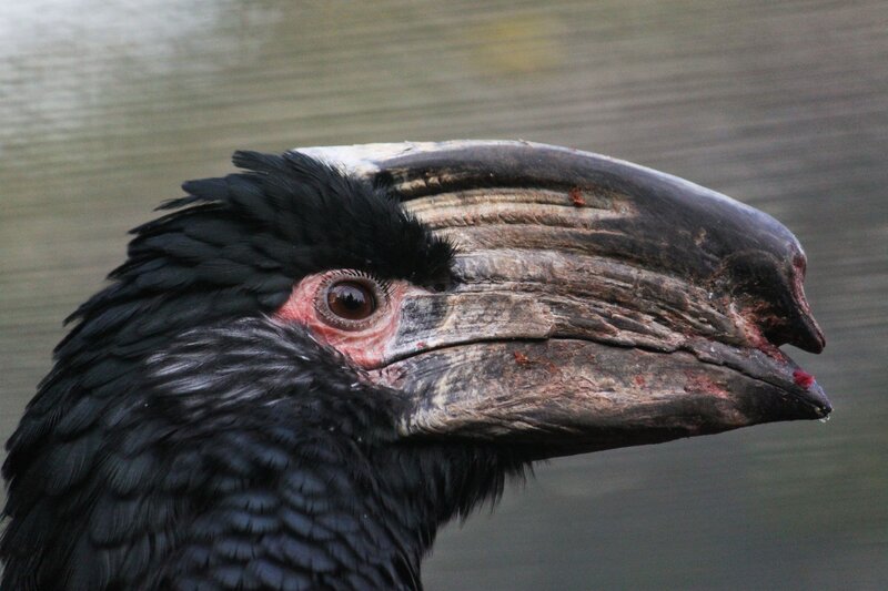 close-up of a hornbill