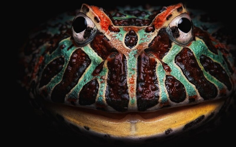 close-up of a horned frog