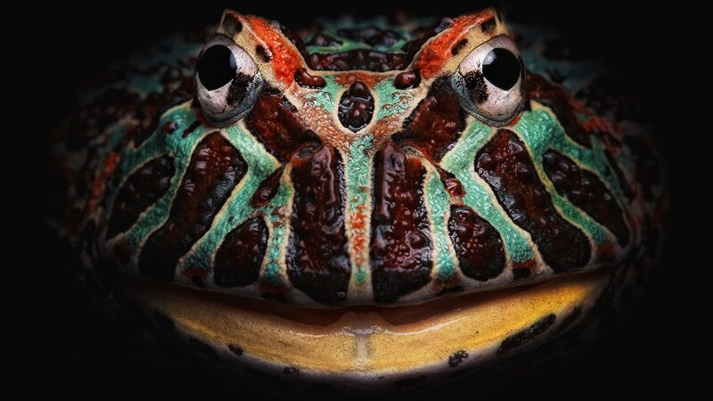 close-up of a horned frog