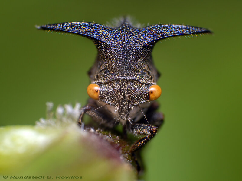 close-up of a horned insect