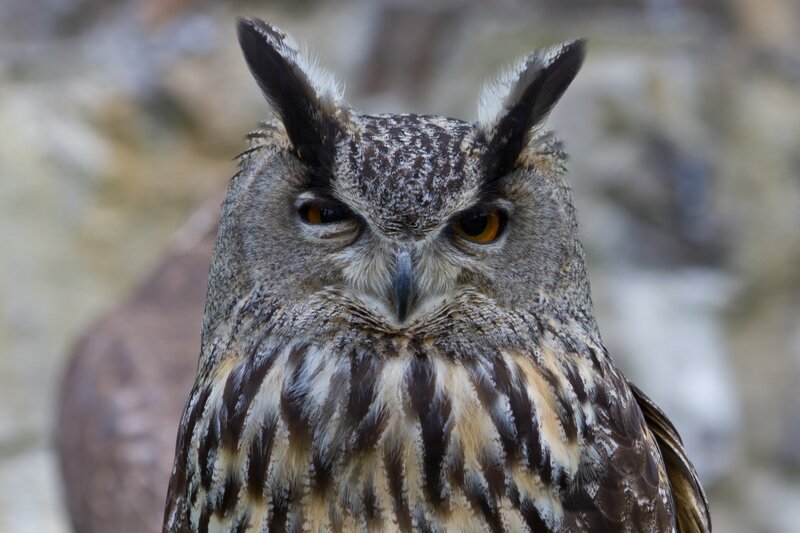 Close-up of a horned owl