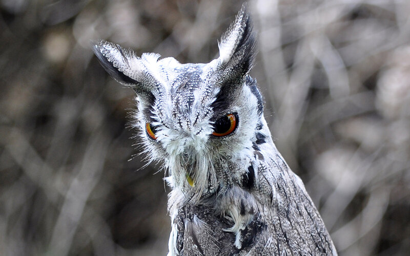 Close-up of a horned owl