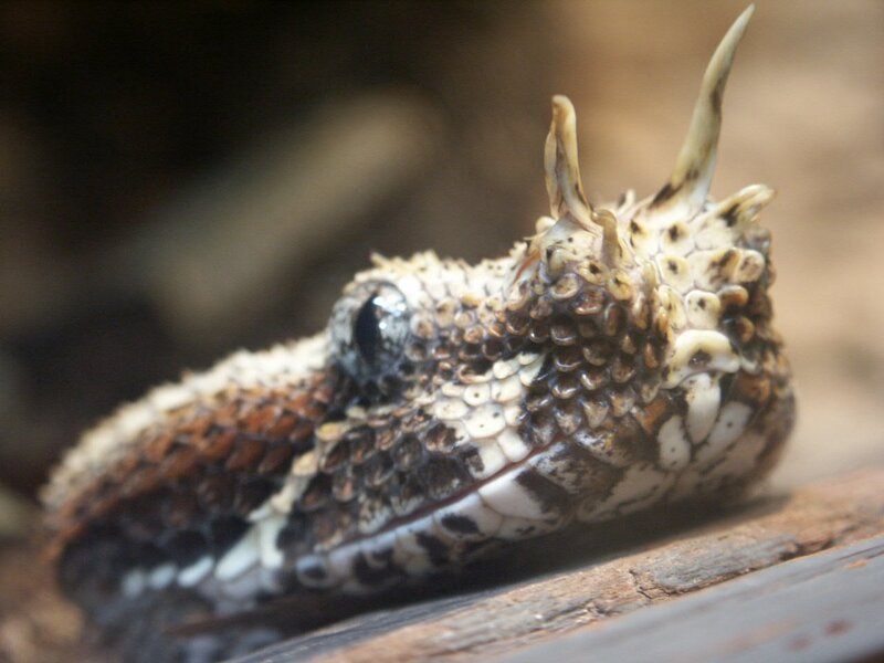 Close-up of a horned viper