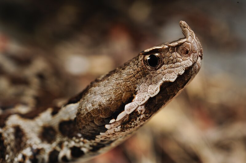 Close-up of a horned viper