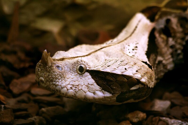 Close-up of a horned viper