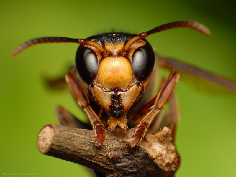close-up of a hornet