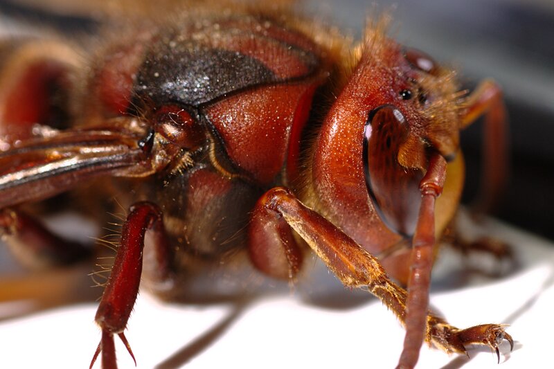 close-up of a hornet