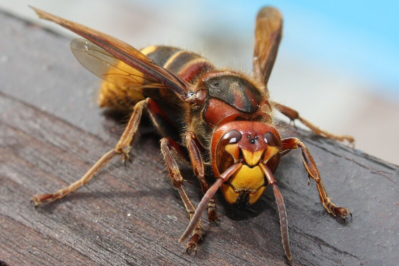 close-up of a hornet