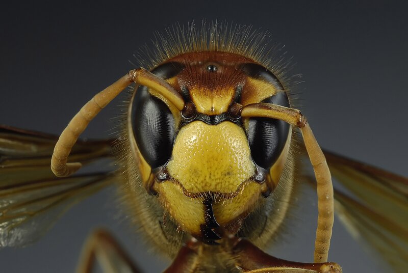 close-up of a hornet