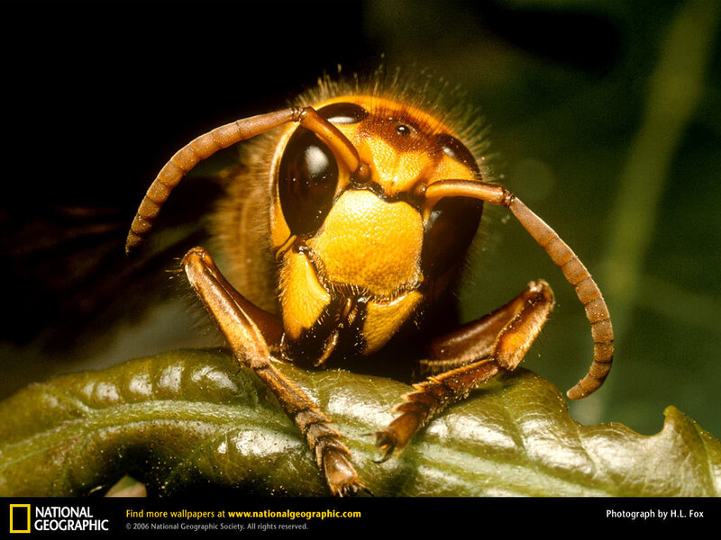 close-up of a hornet