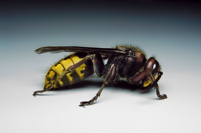 close-up of a hornet