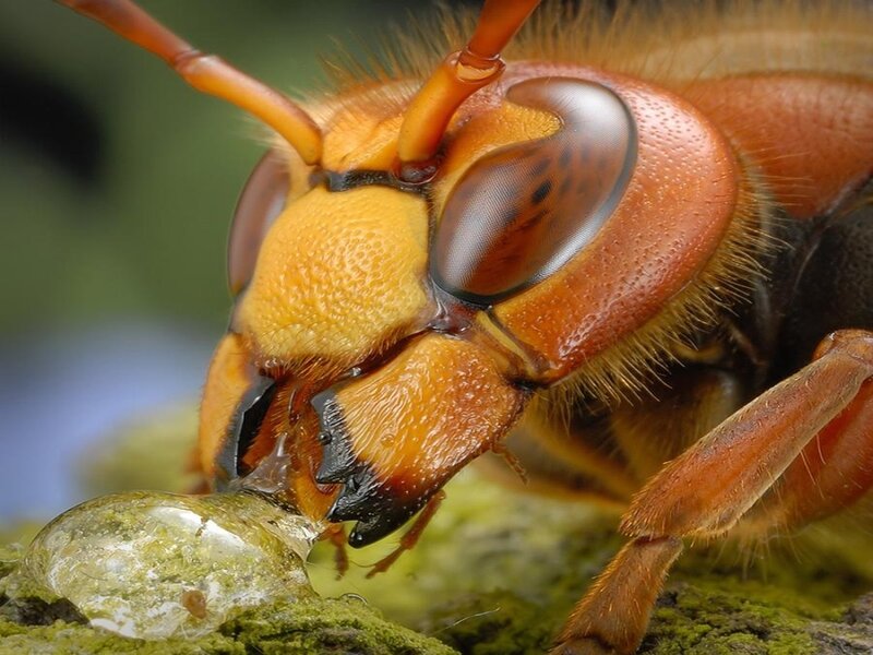 close-up of a hornet