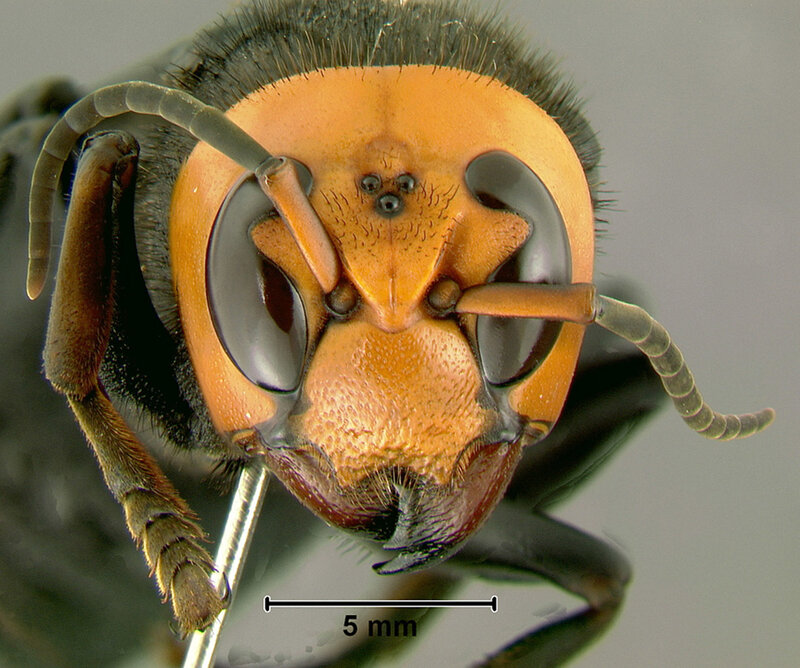 close-up of a hornet's head
