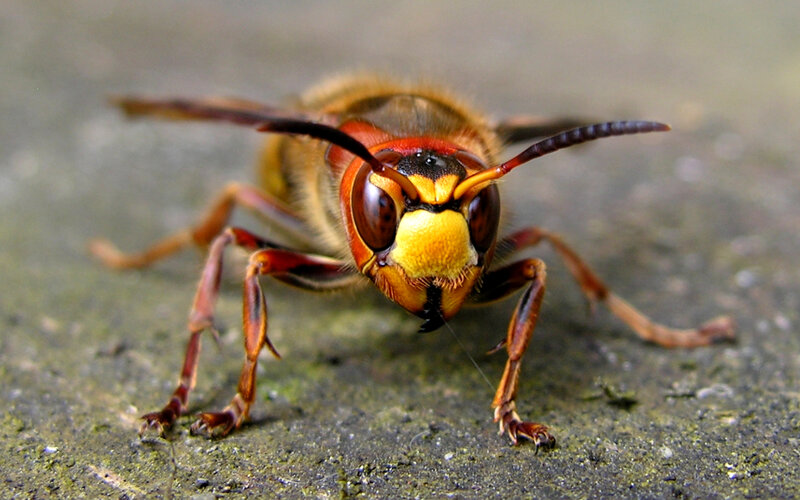 close-up of a hornet