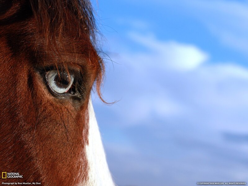 Close-up of a horse's eye