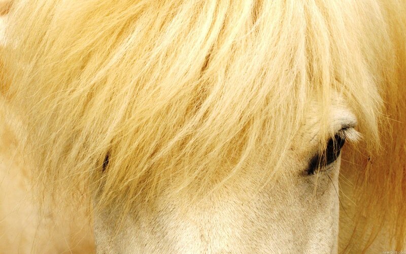 close-up of a horse's eye