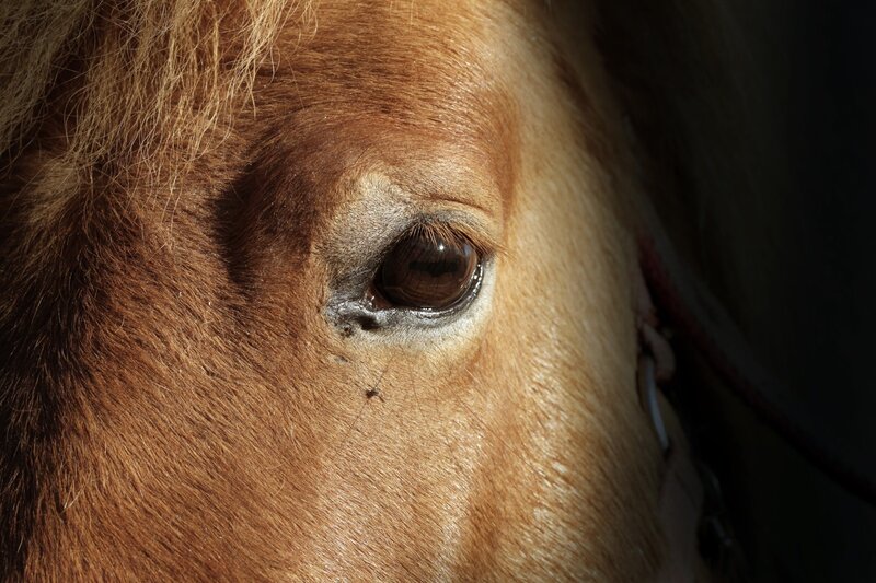 close-up of a horse's eye