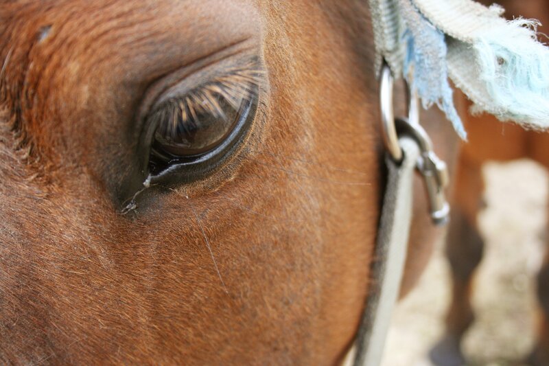 close-up of a horse's eye