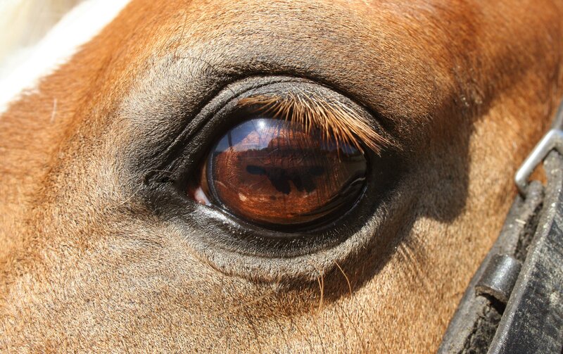 close-up of a horse's eye
