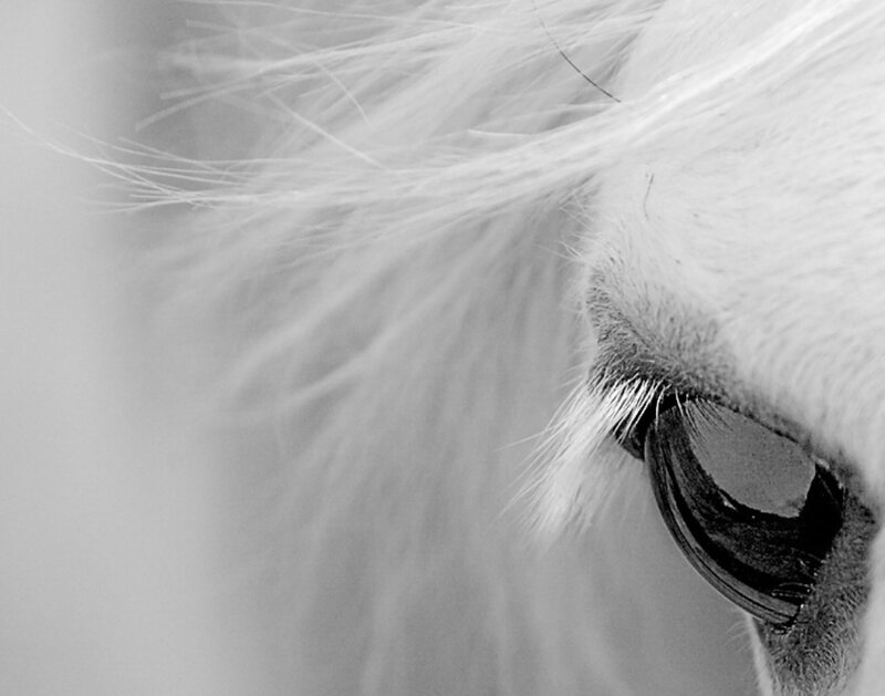 close-up of a horse's eye