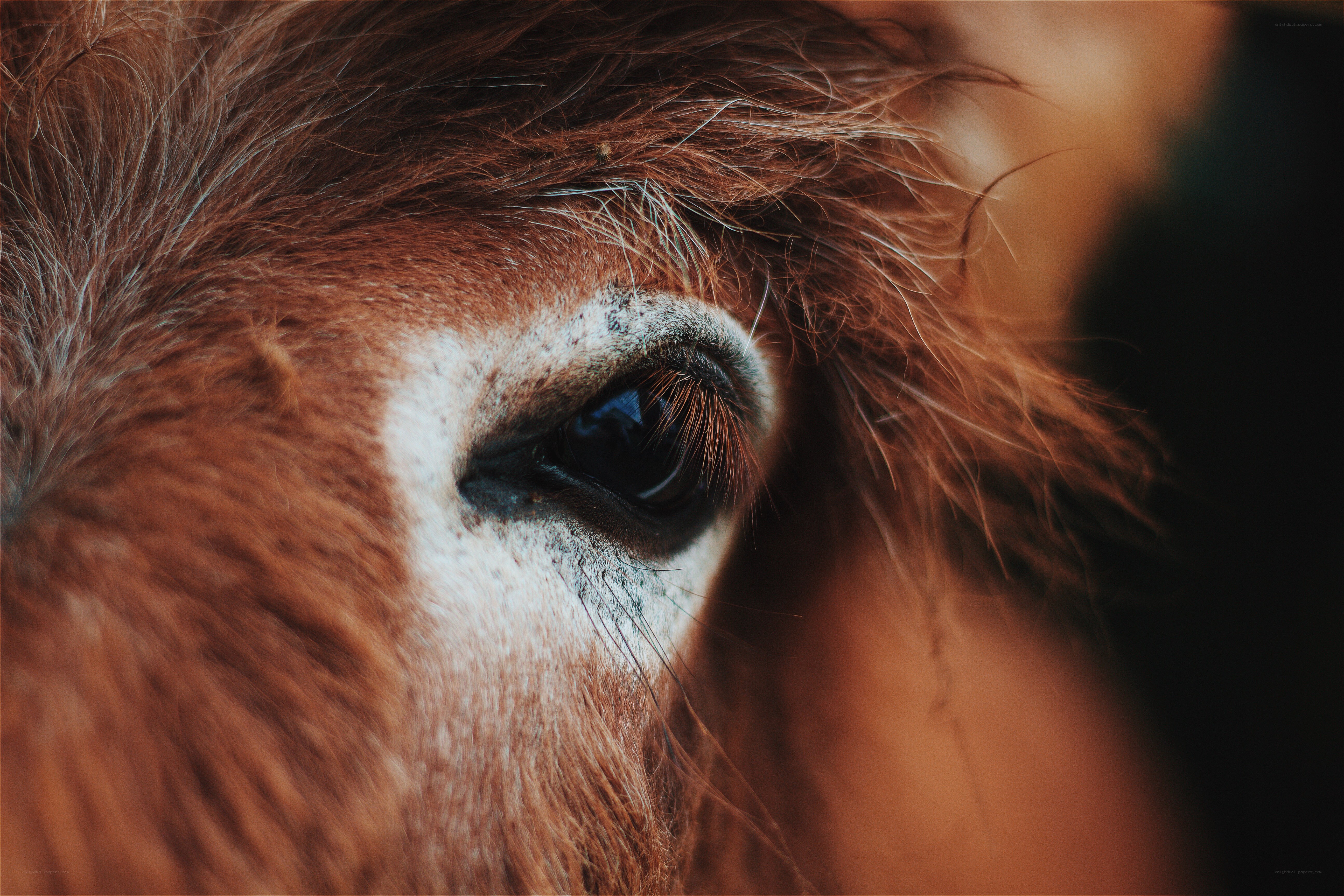 close-up of a horse's eye