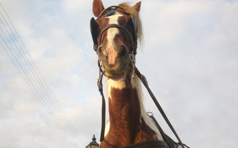 close-up of a horse's face