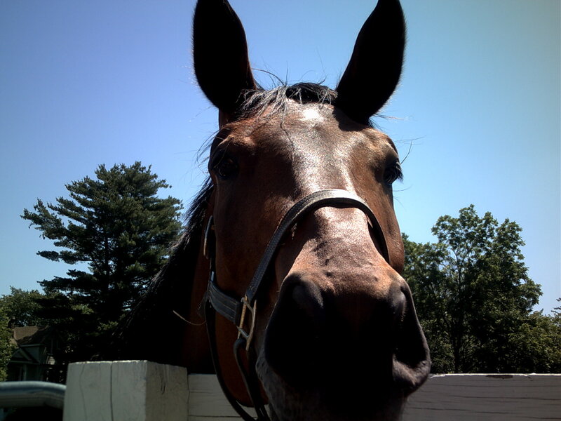 close-up of a horse's face