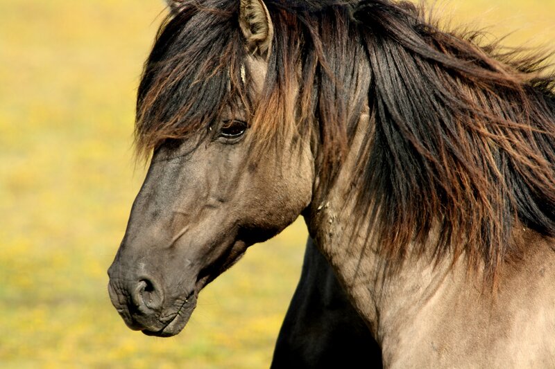 close-up of a horse's head